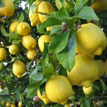 PIANTE DA FRUTTO E AGRUMI