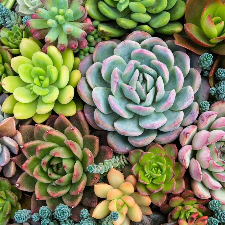 PIANTE GRASSE E SUCCULENTE
