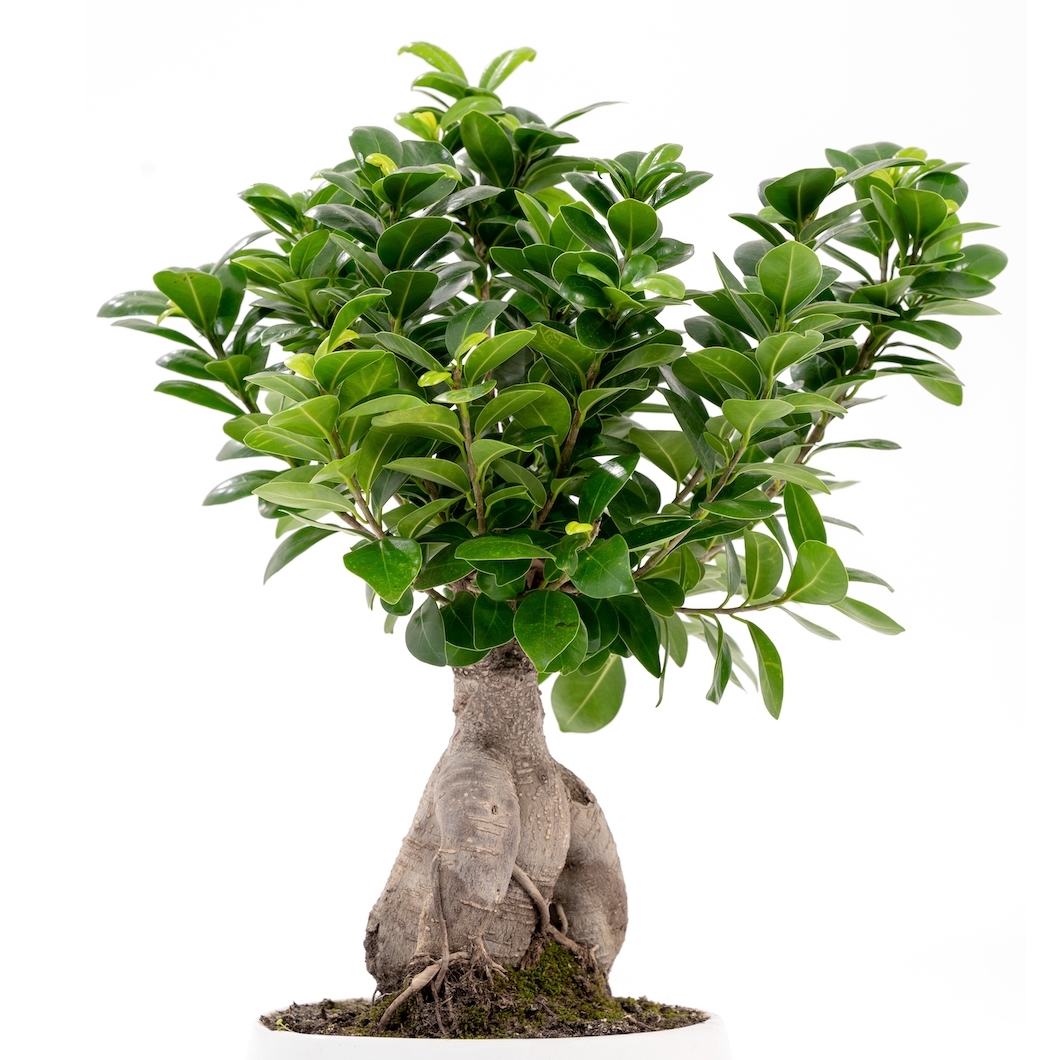 BONSAI