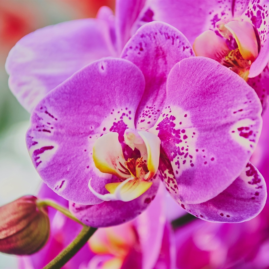 PIANTE FIORITE DA INTERNO E ORCHIDEE