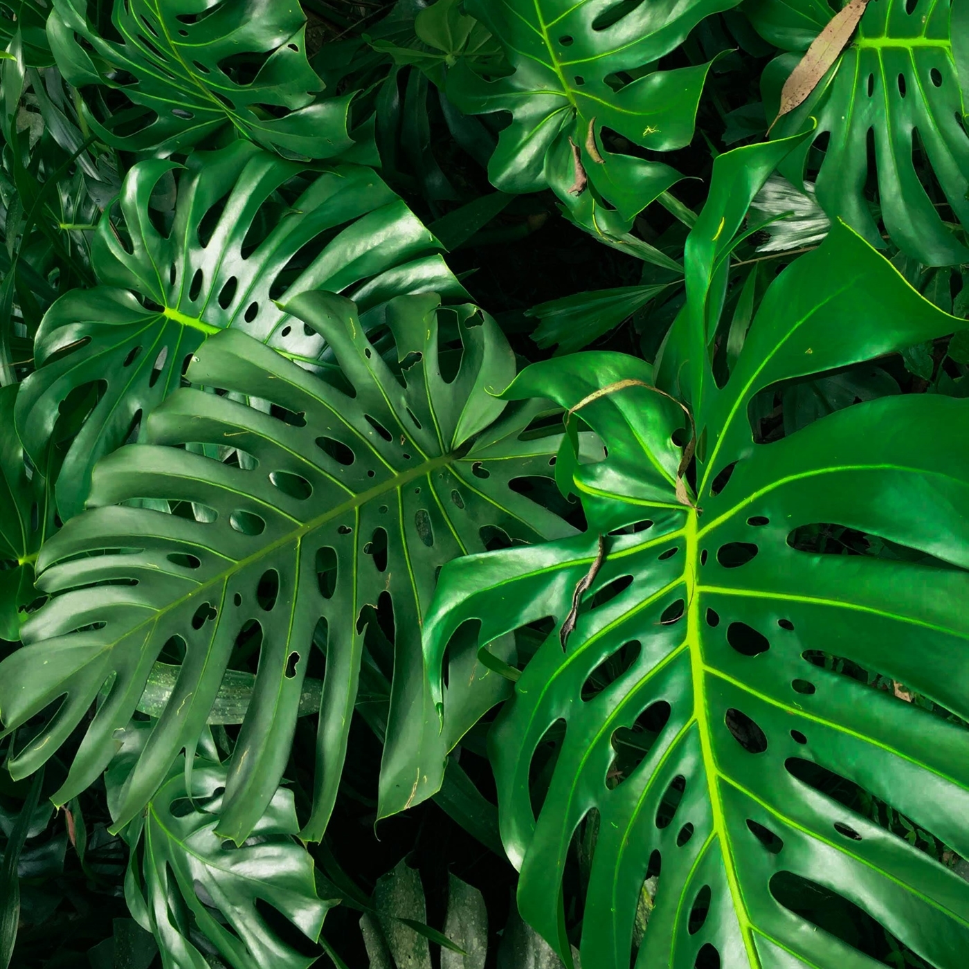 PIANTE VERDI PER INTERNO