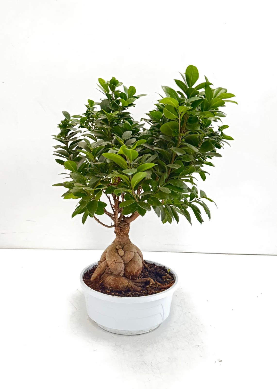 BONSAI1000GR_DIAM