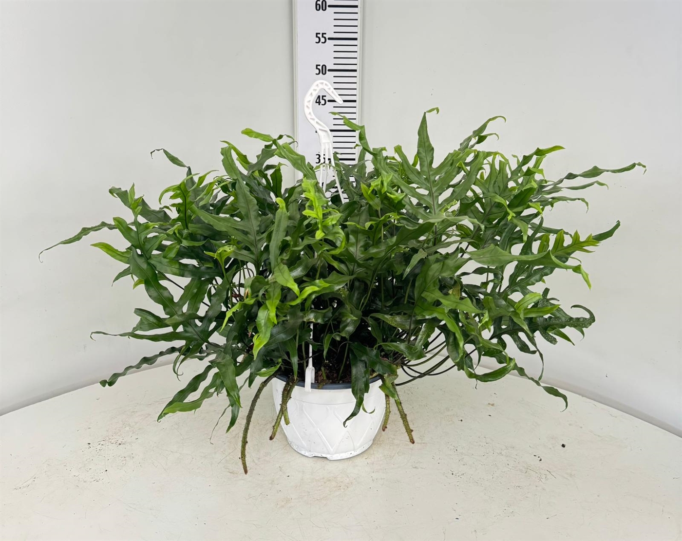 MICROSORUM_DIAM