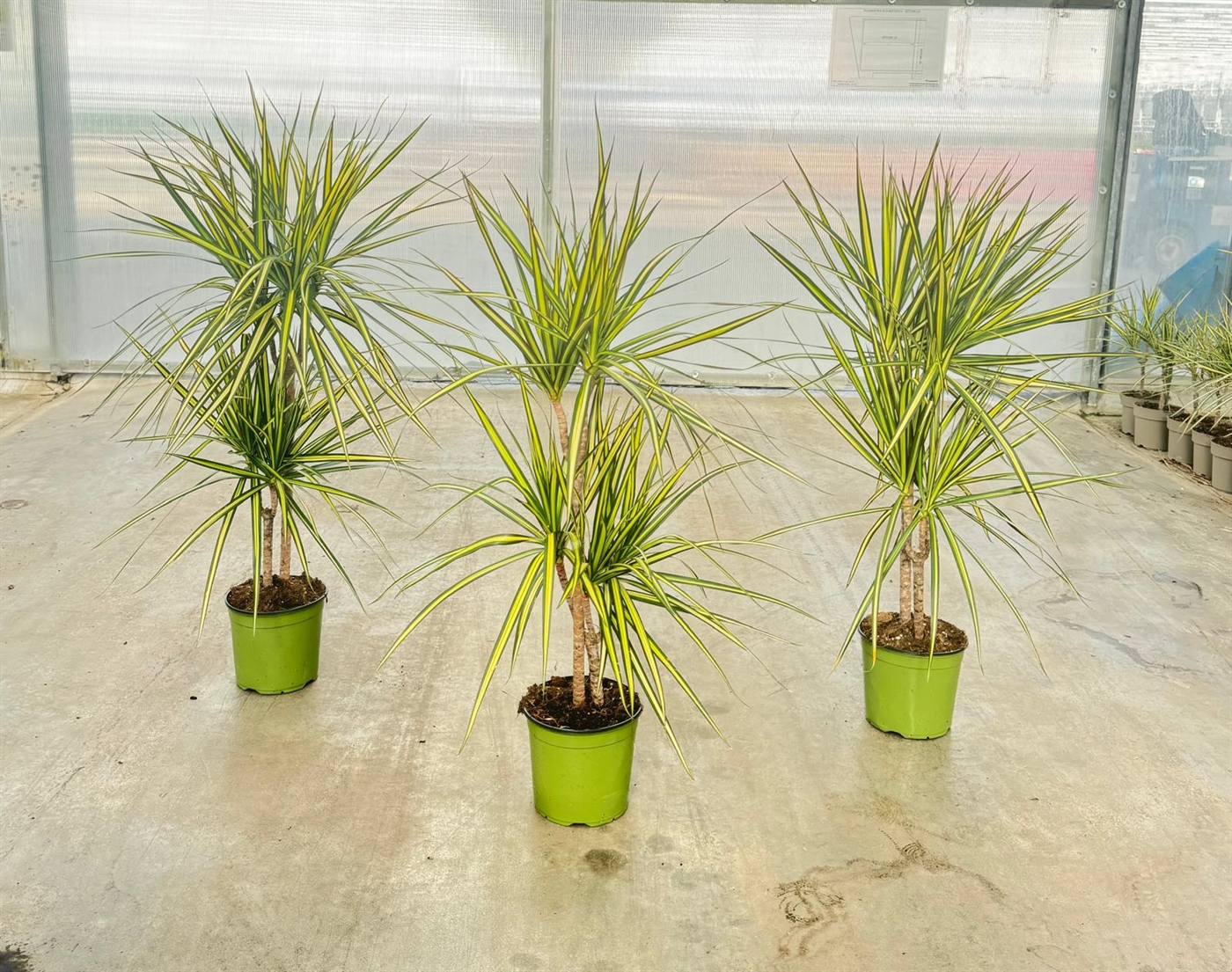 DRACAENA MARGINATA KIWI T.30
