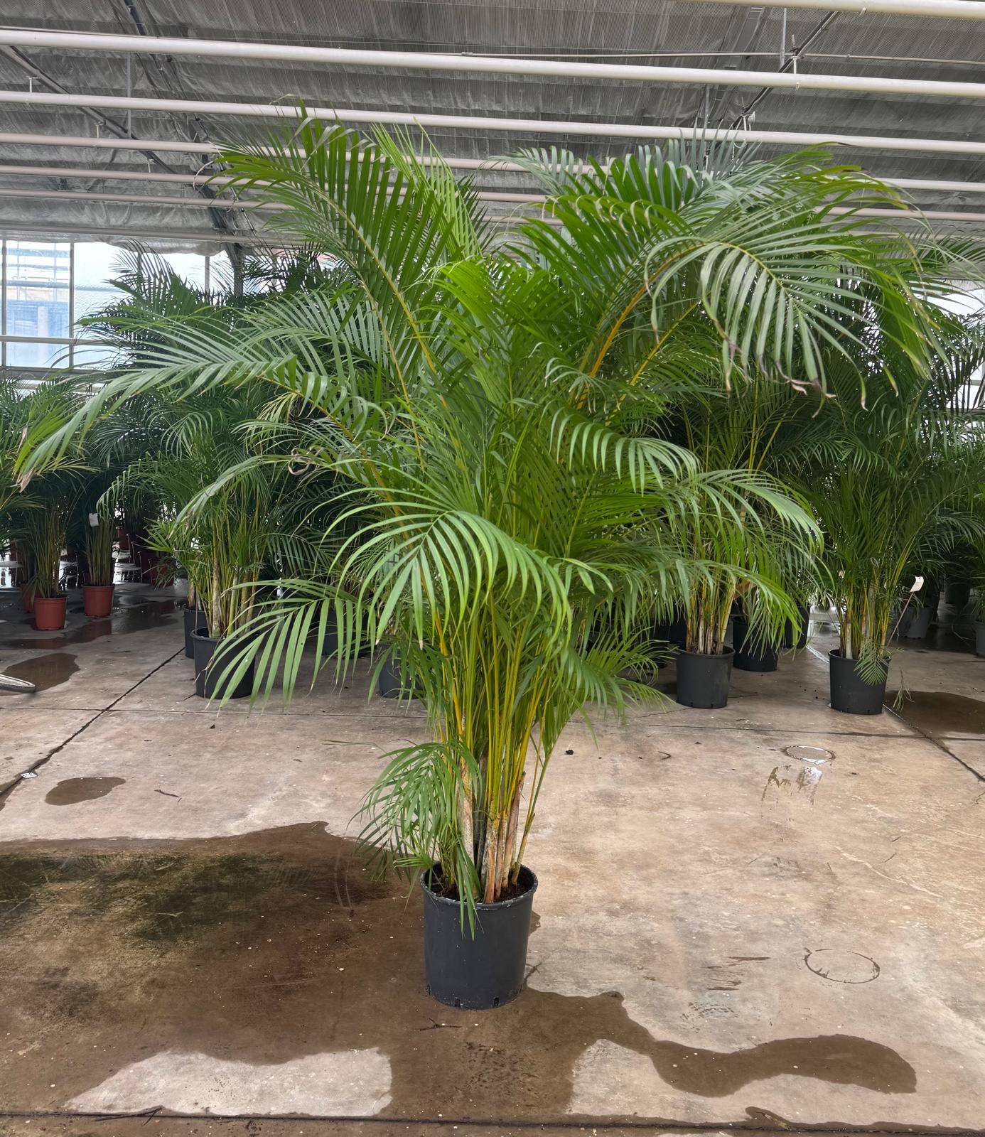 ARECA DIAM. 30