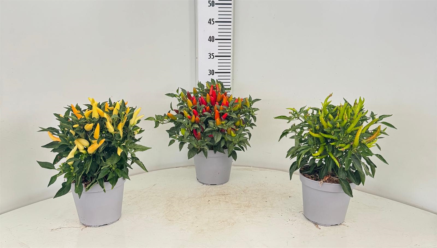 PEPERONCINO