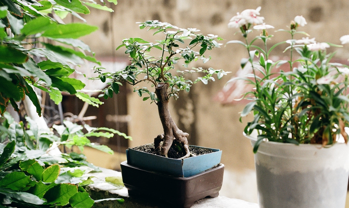 Come prendersi cura di un Bonsai