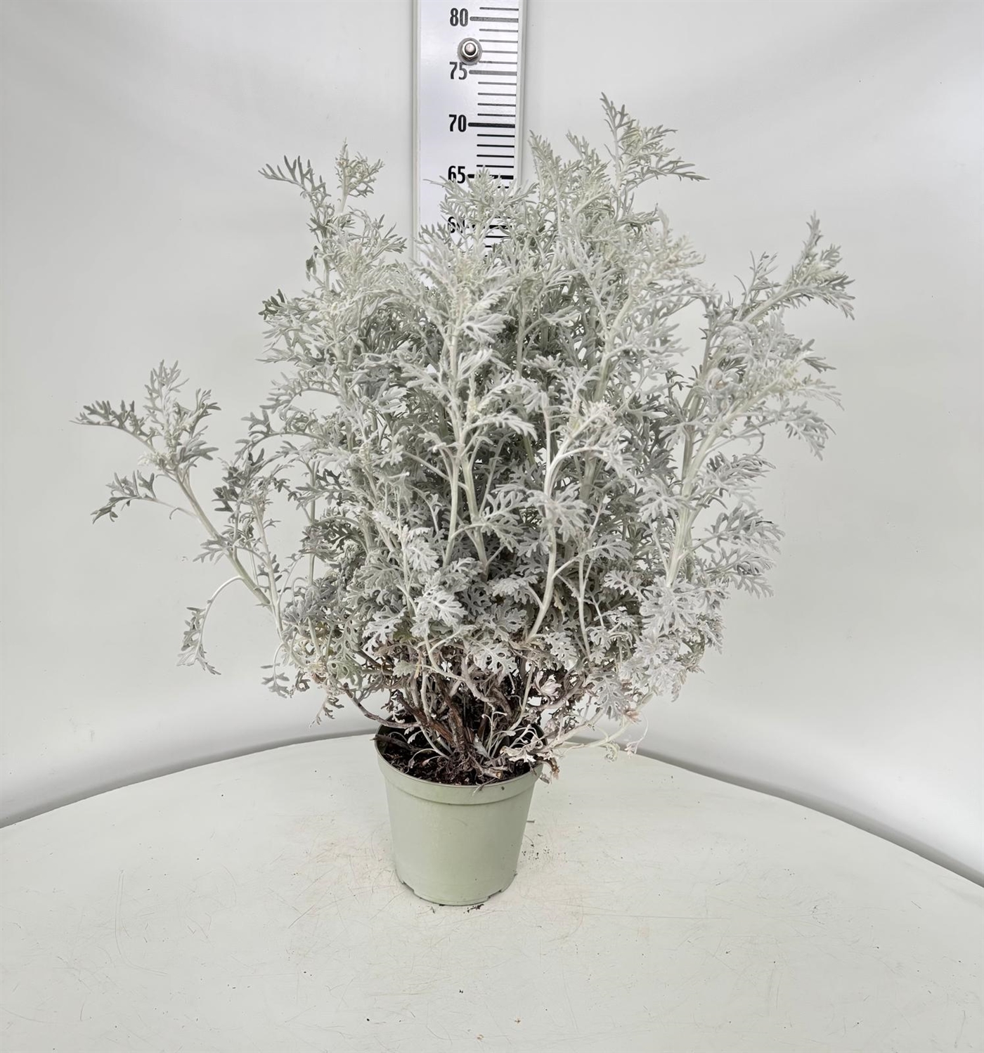 CINERARIAMARITTIMA_DIAM