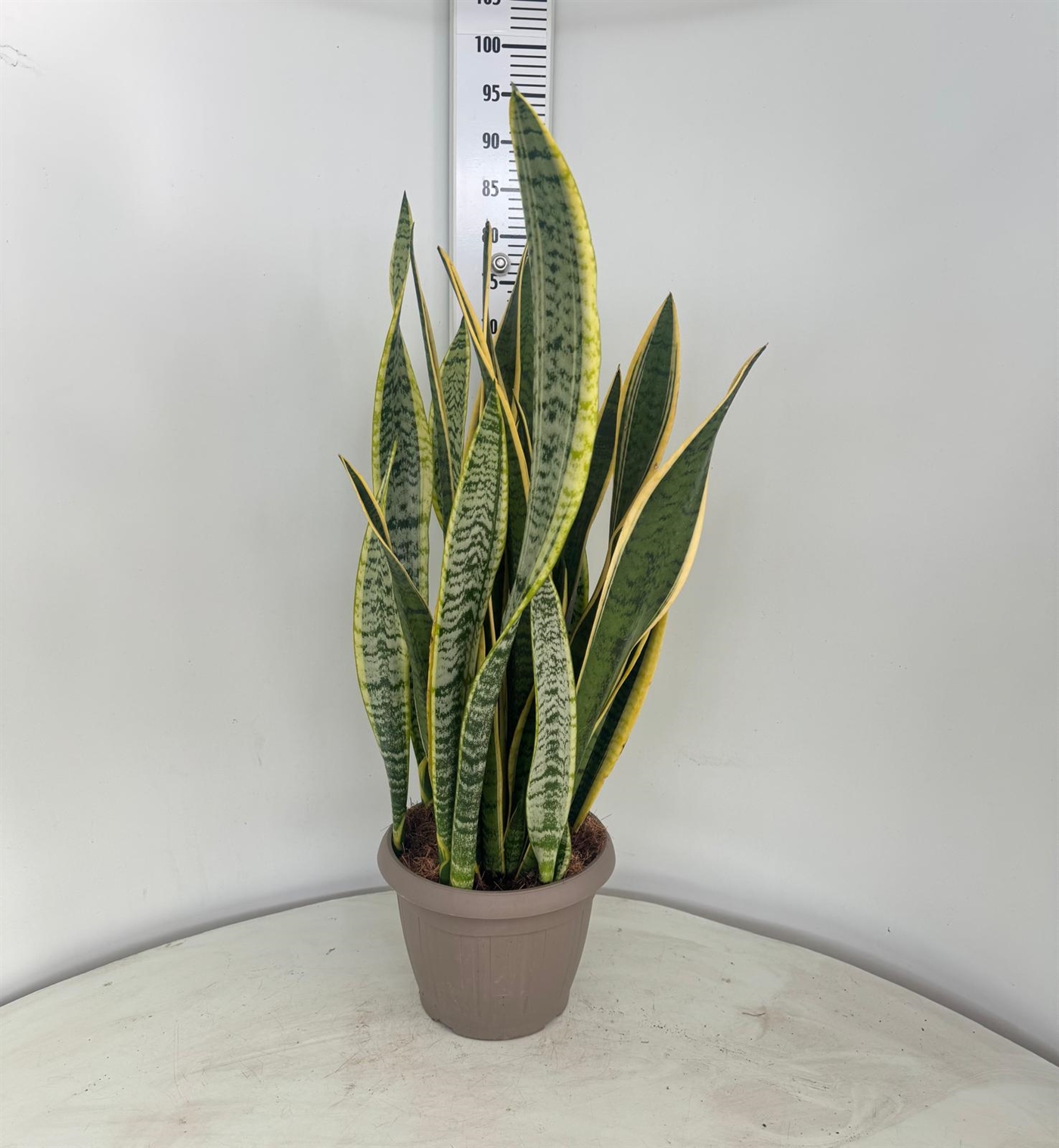 SANSEVIERIA LAURENTII CIOTOLA DIAM. 25
