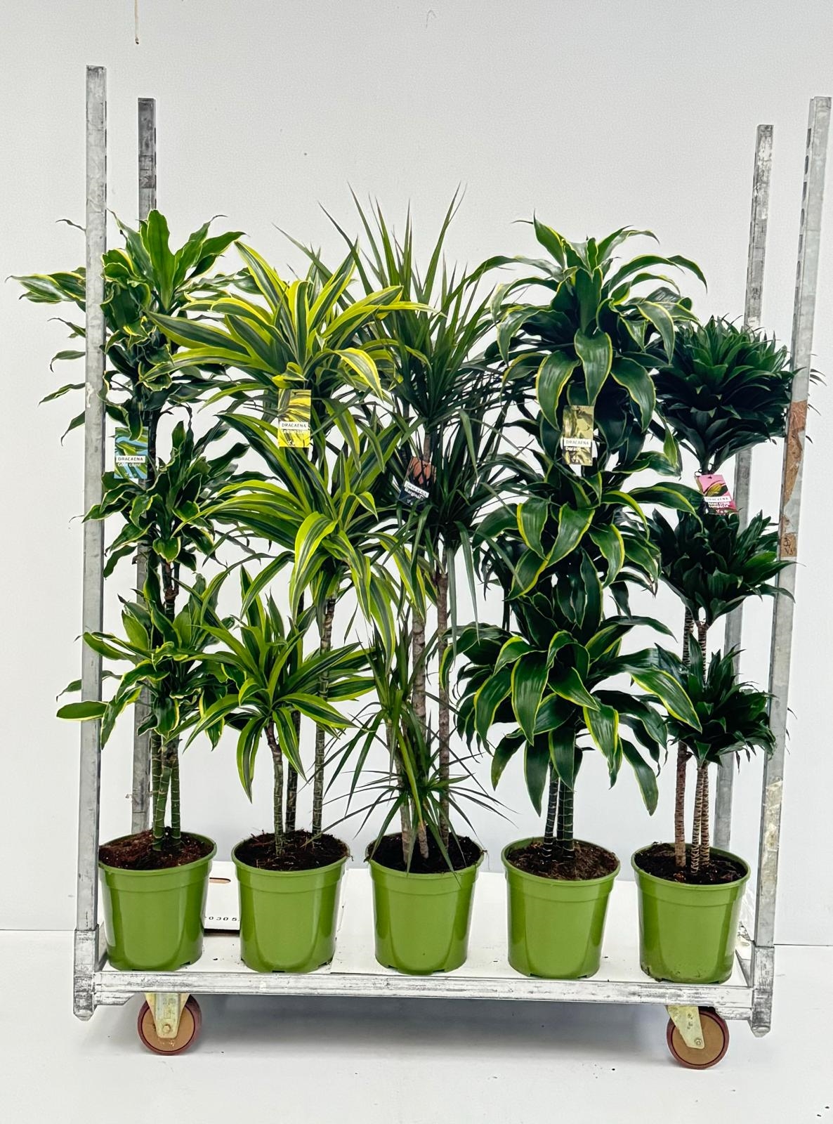 DRACAENA MIX T. 90