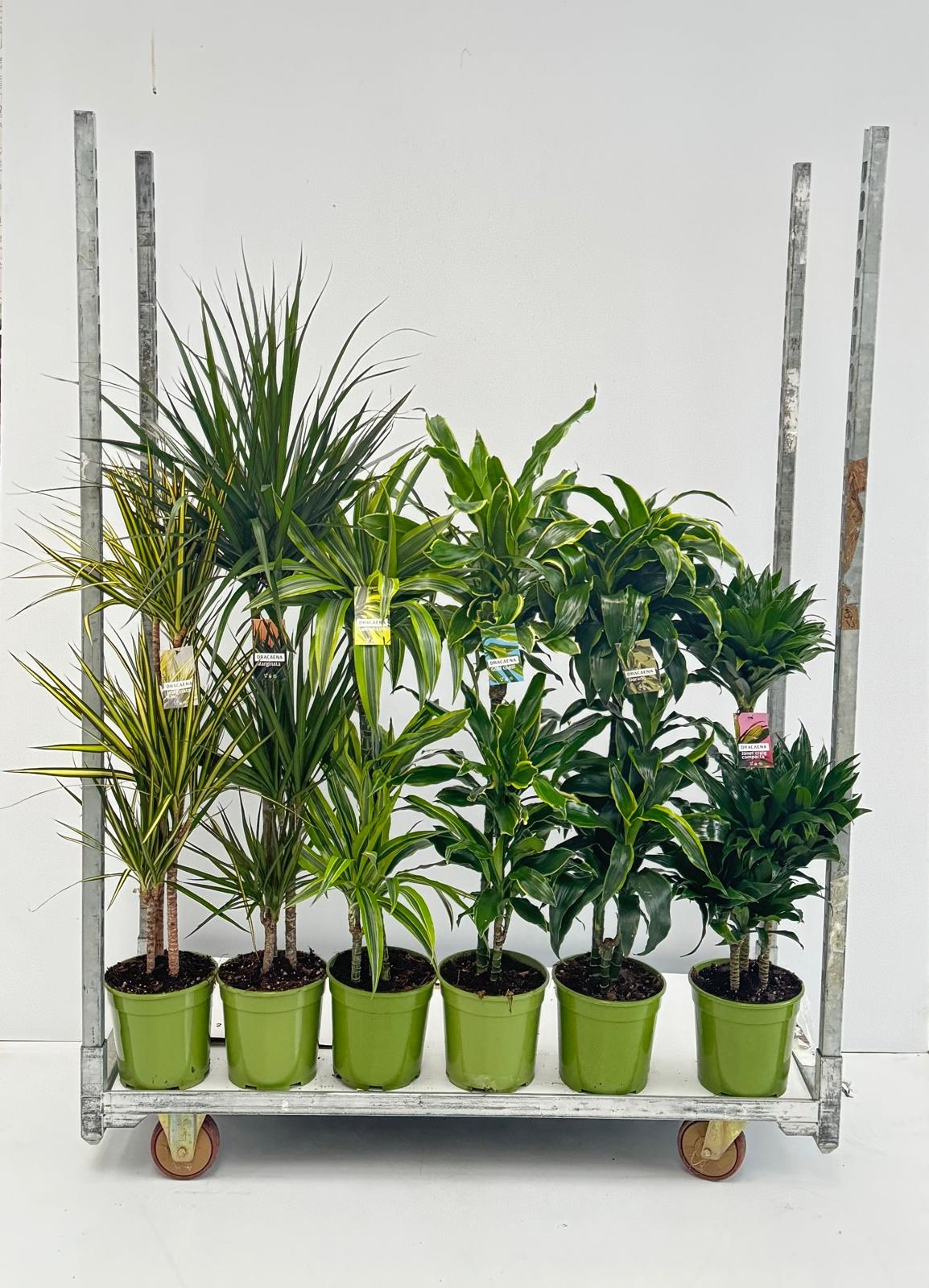 DRACAENA MIX T. 60