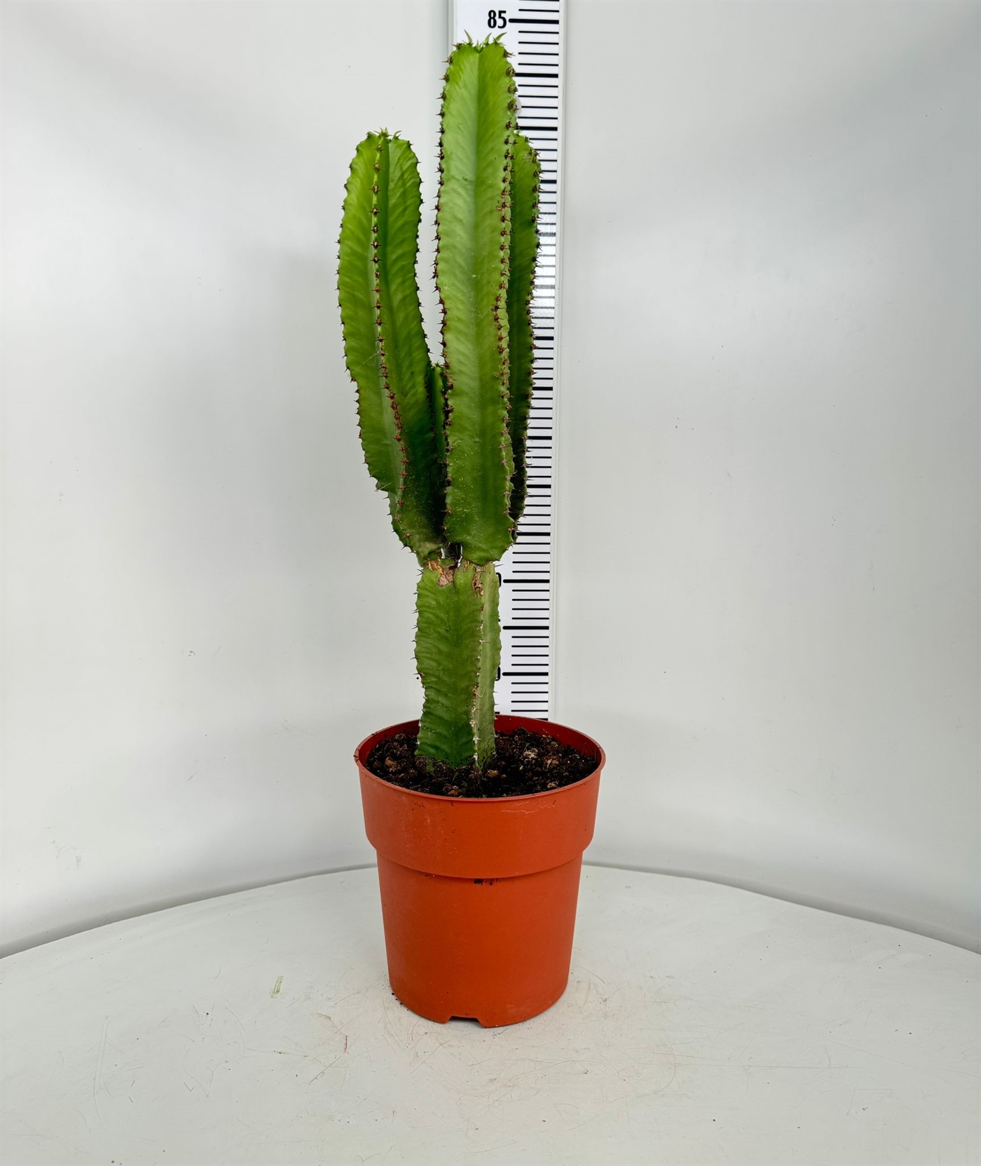 2144