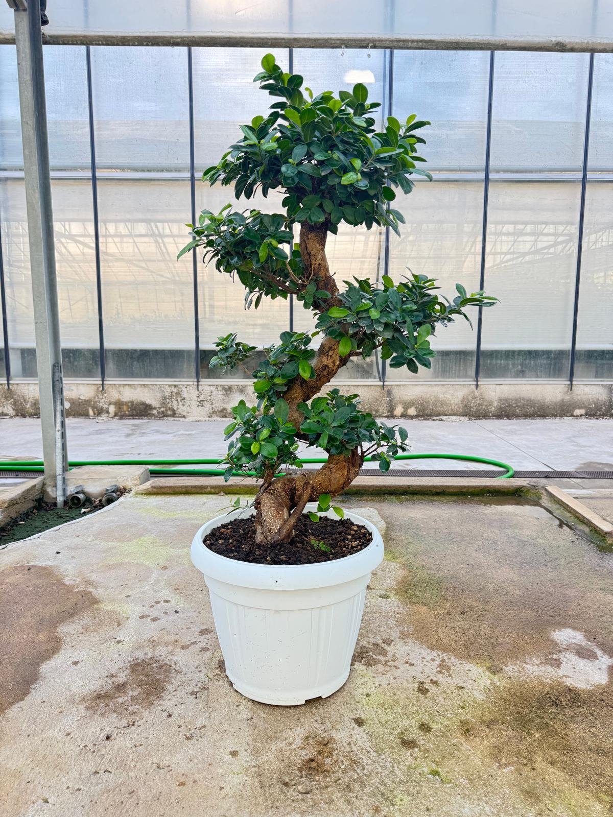 BONSAI S