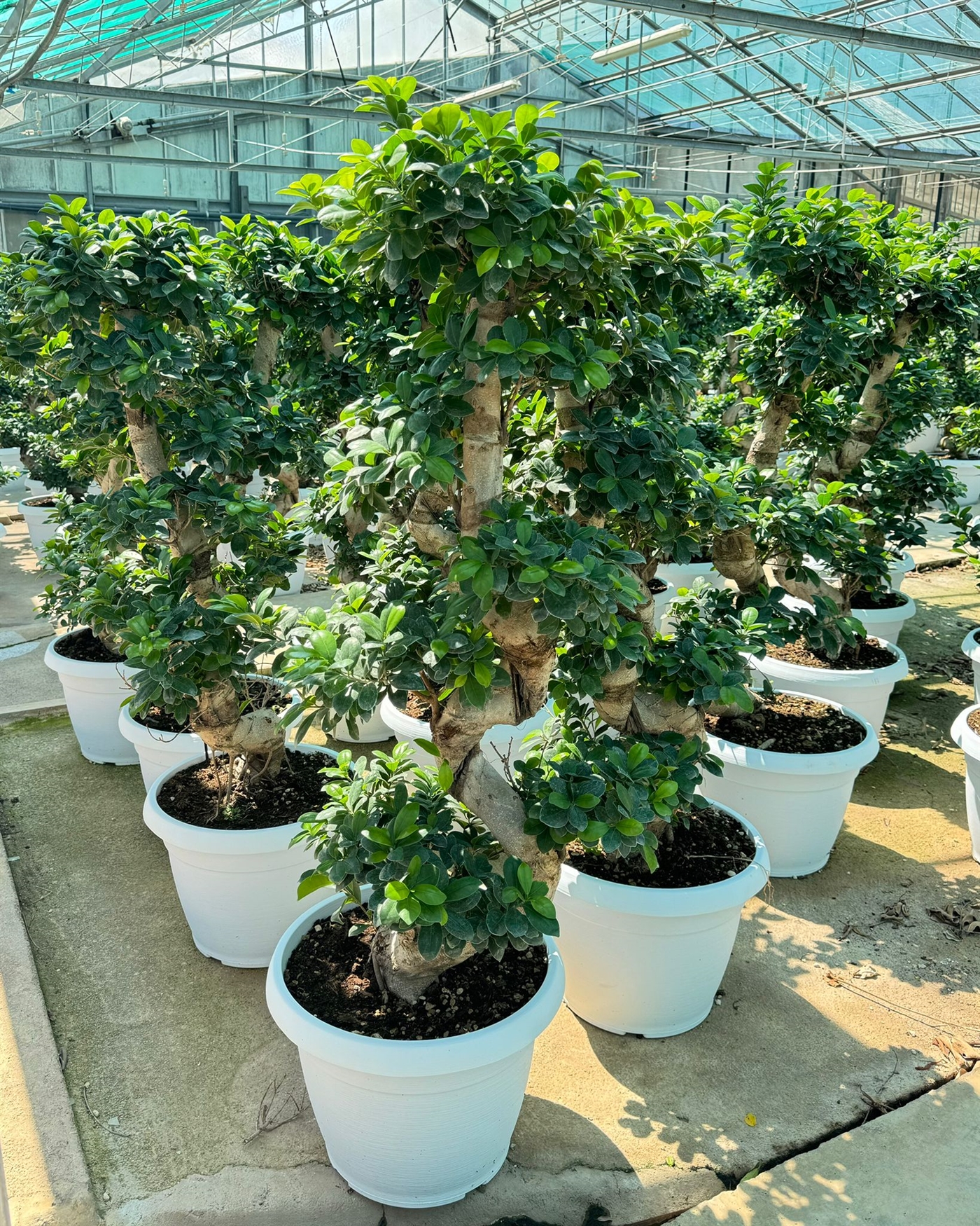 BONSAI S