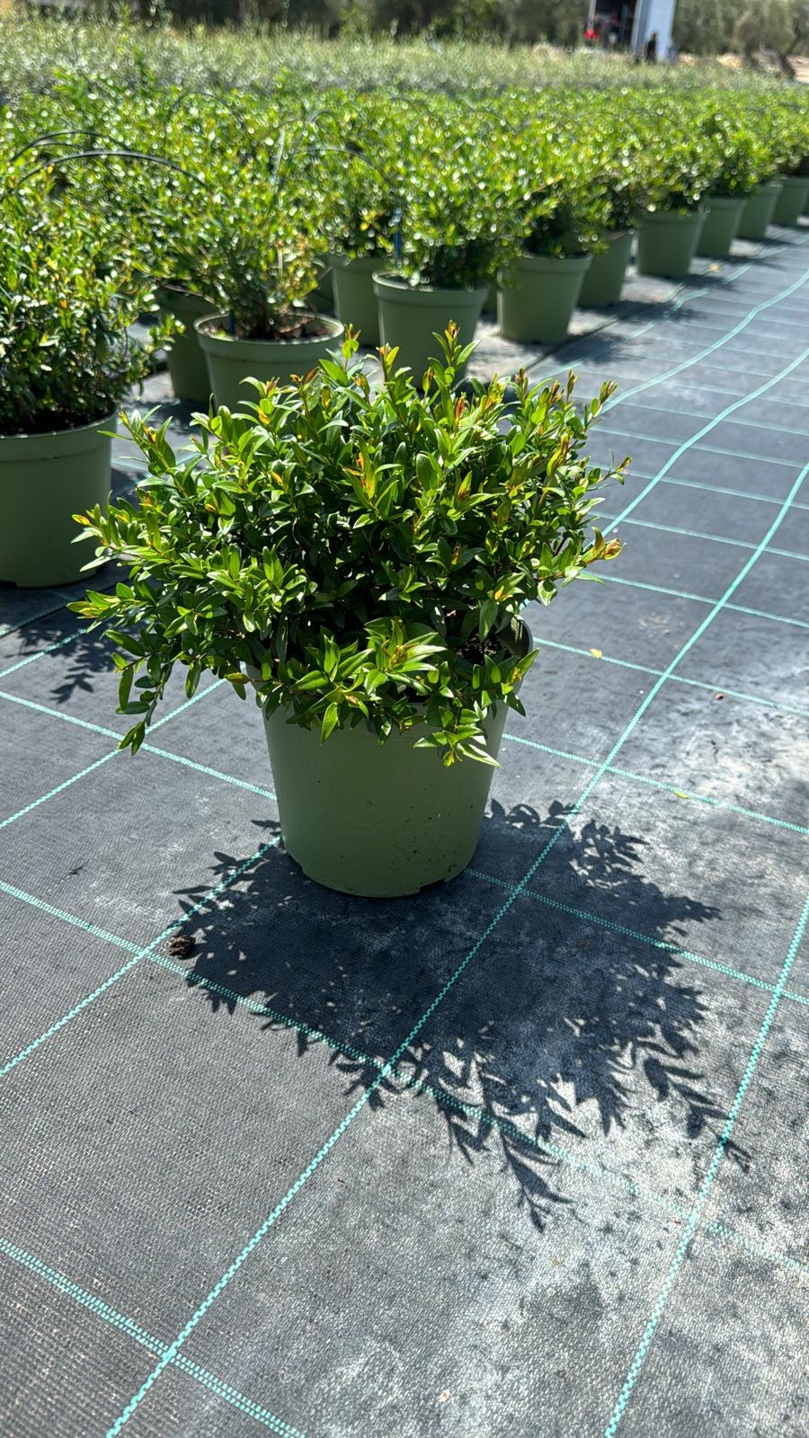 MIRTUSCOMMUNIS_DIAM