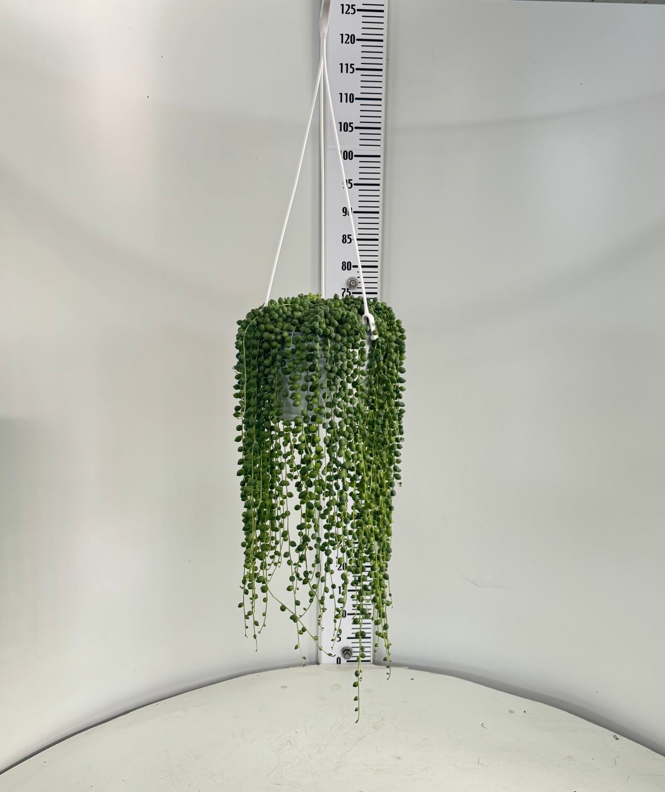 SENECIO HERREIANUS BASKET DIAM. 18