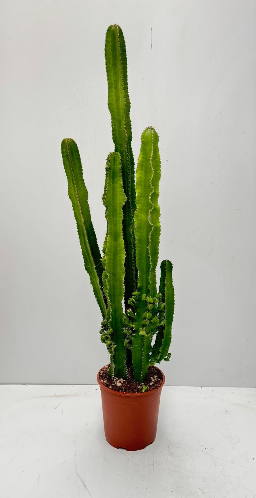 EUPHORBIA_DIAM