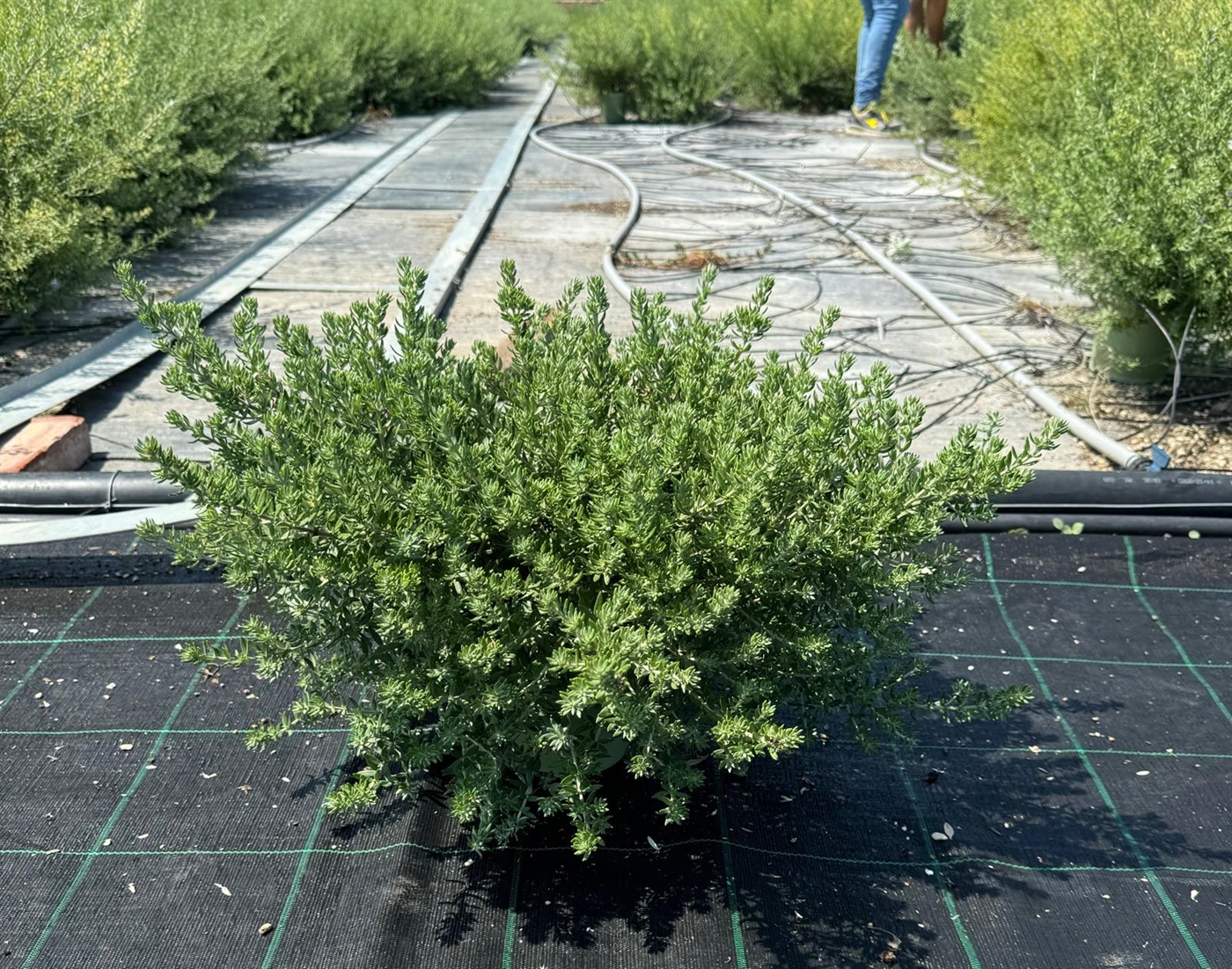 WESTRINGIAFRUTICOSA_DIAM