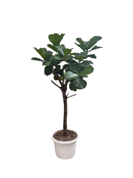 FICUS LYRATA ALBERELLO DIAM. 50
