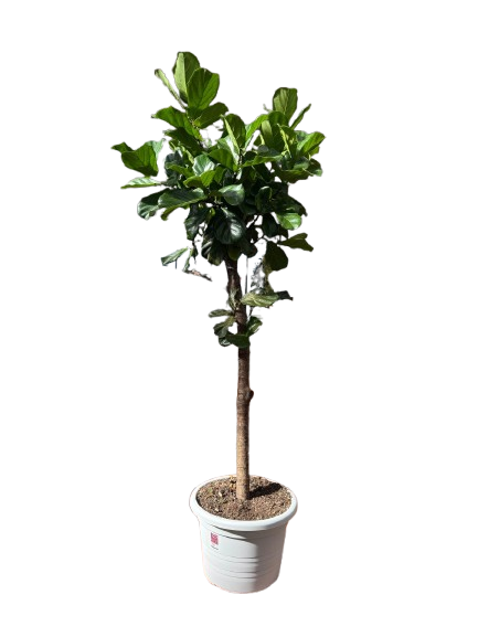FICUS LYRATA ALBERELLO DIAM. 60