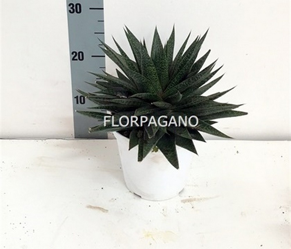2107