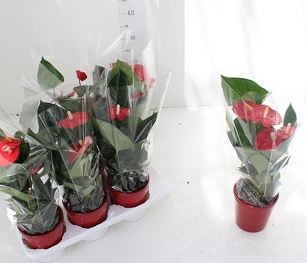 ANTHURIUM DIAM.14 CERAMICA