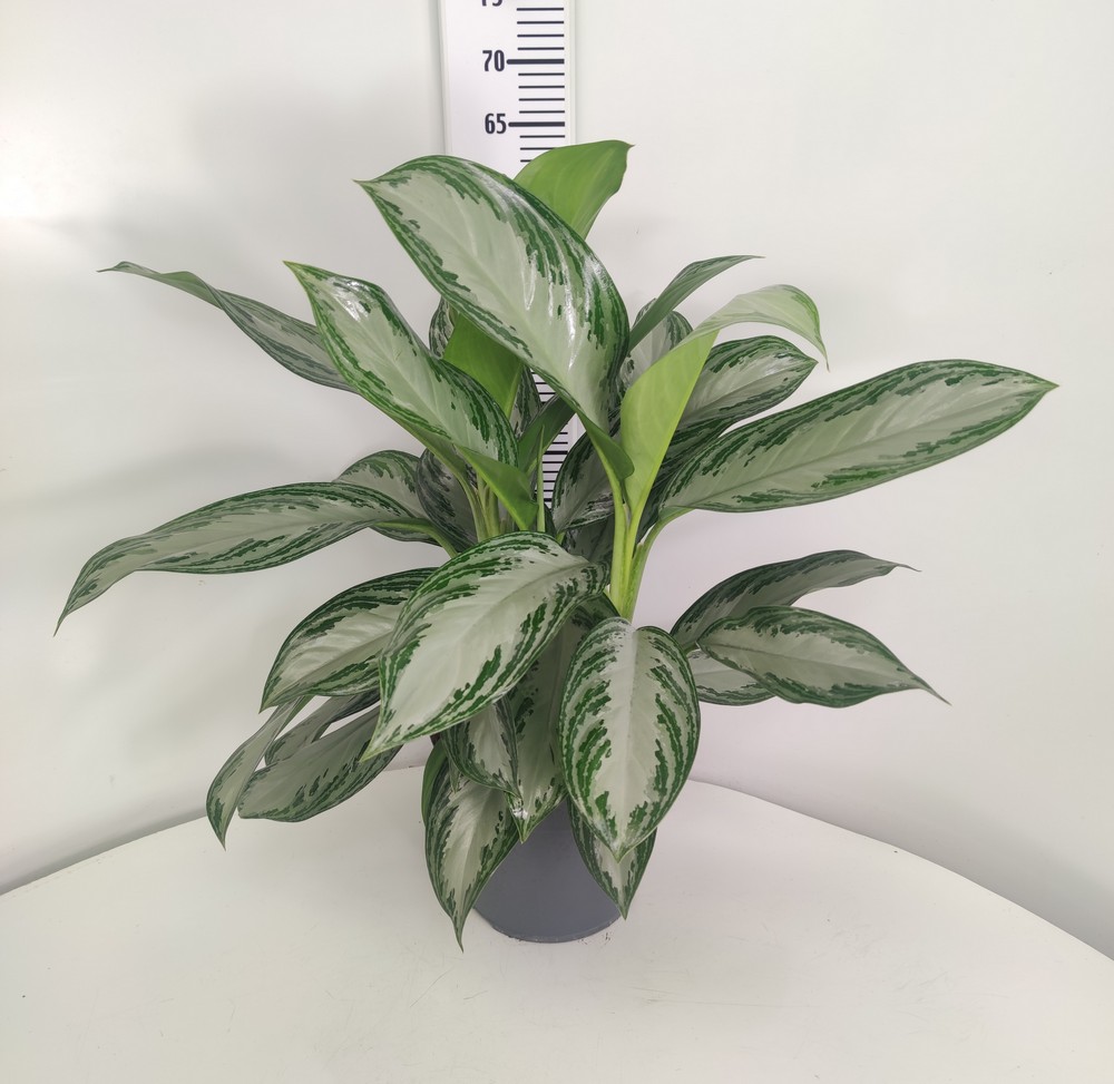 AGLAONEMA_DIAM