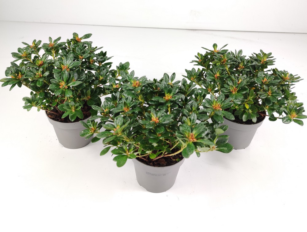 Orchidea Phalaenopsis grandiflora 2 steli vaso 15 cm | OBI