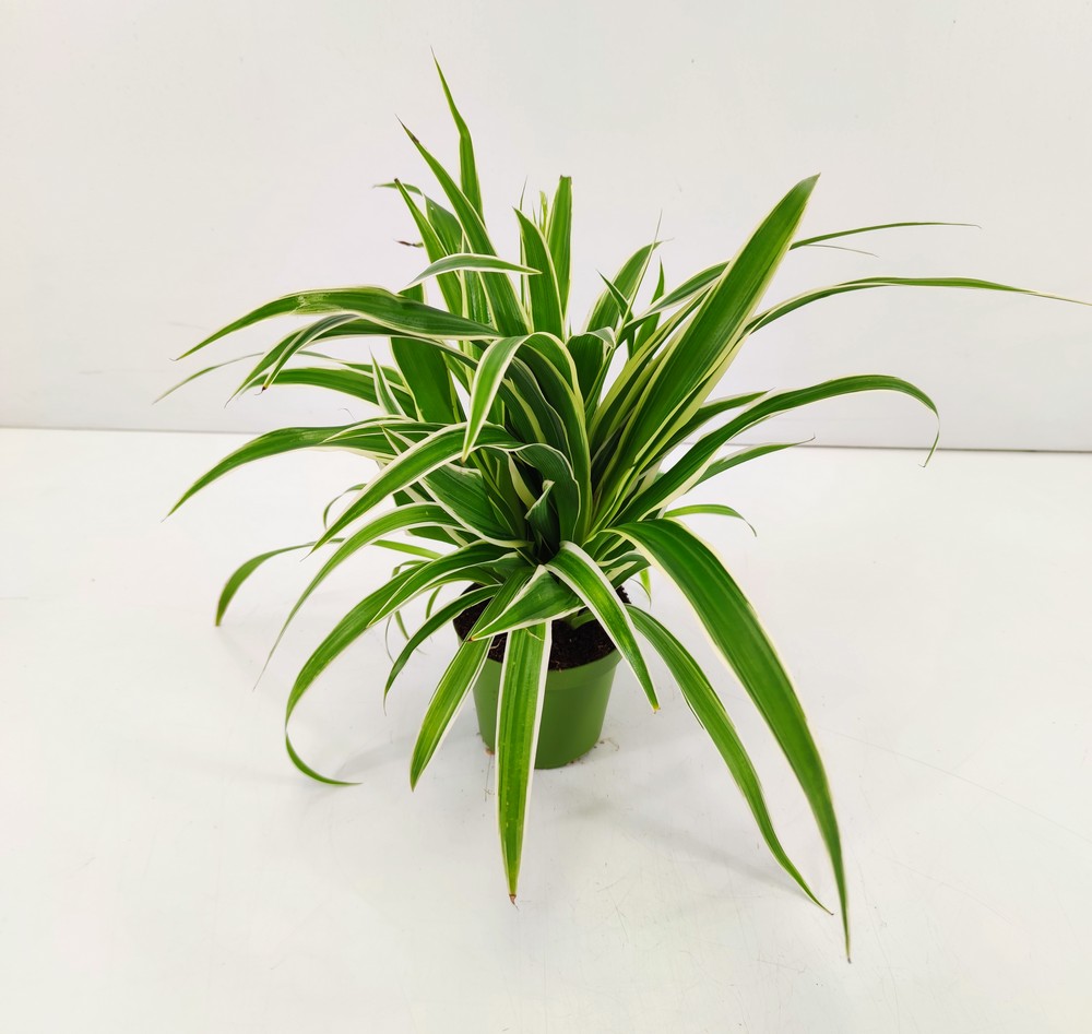 CHLOROPHYTUM_DIAM