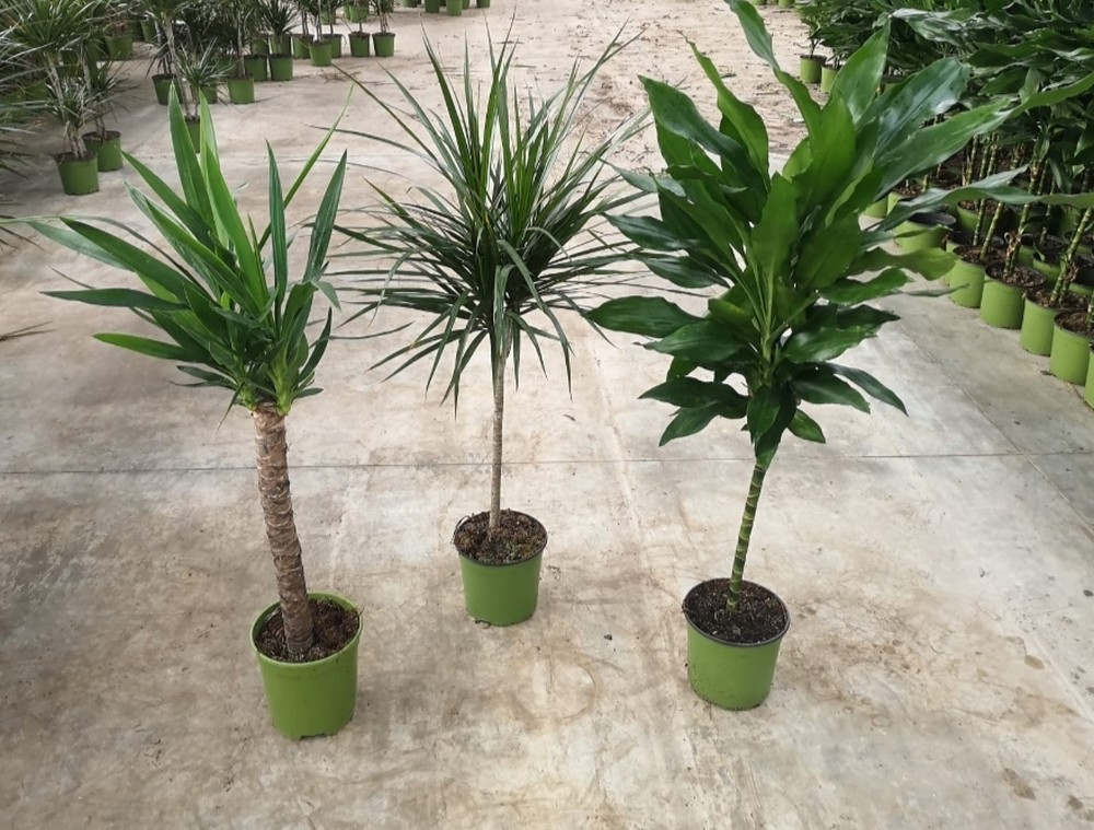 DRACAENAMIX1TRONCO_DIAM