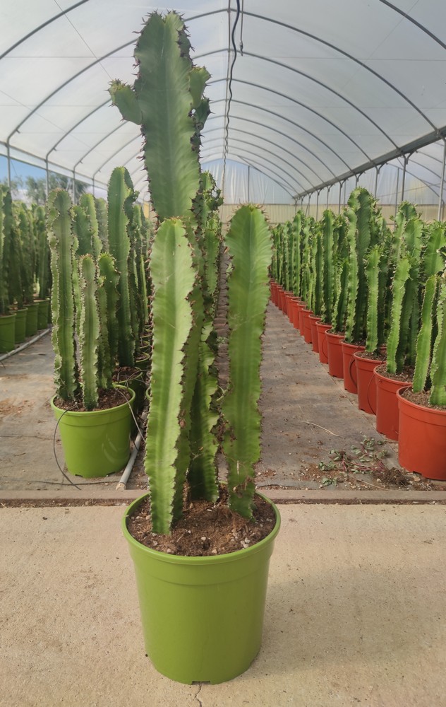 EUPHORBIA_DIAM
