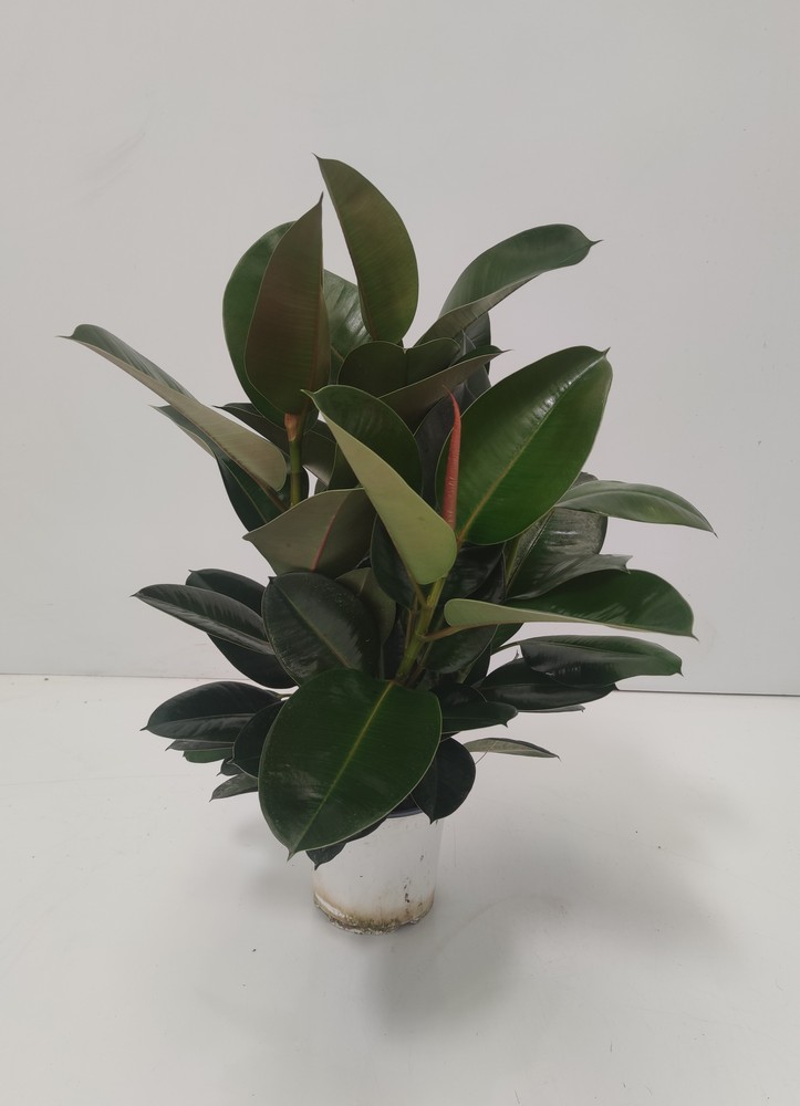 FICUSROBUSTA_DIAM