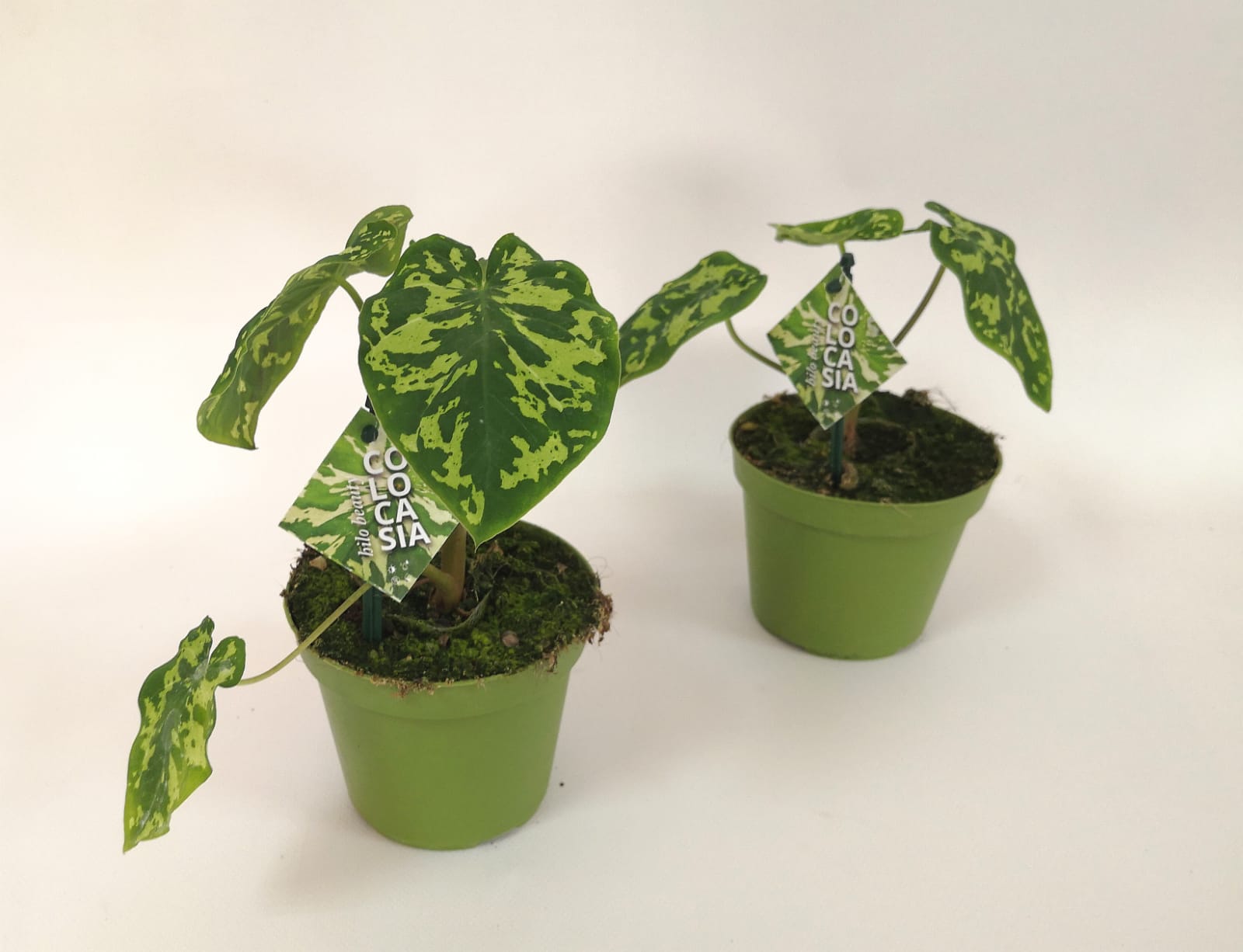 FLOR_PAGANO_COLOCASIA_HILO_BEAUTY_VASO_12