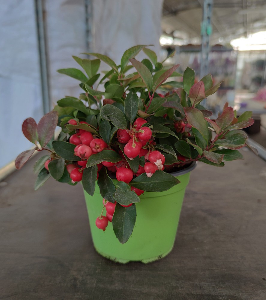 GAULTHERIA_DIAM