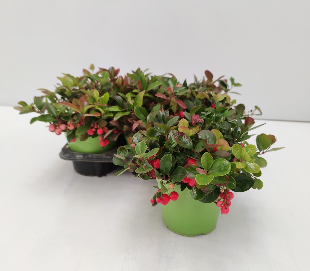 GAULTHERIA_DIAM