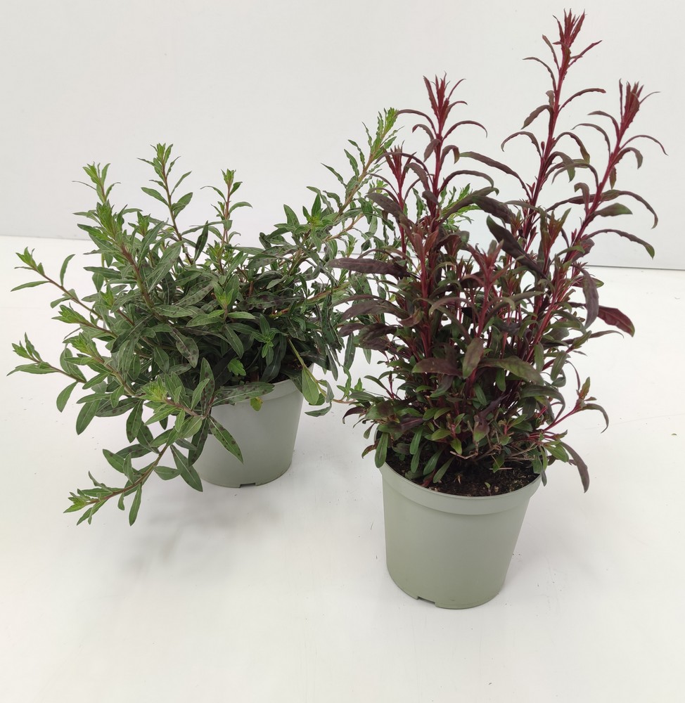 GAURA_DIAM
