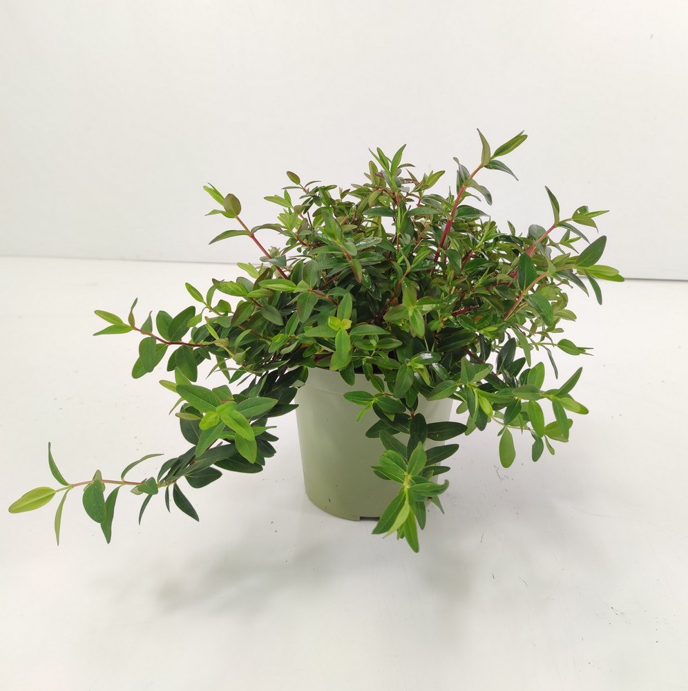 HYPERICUM_DIAM