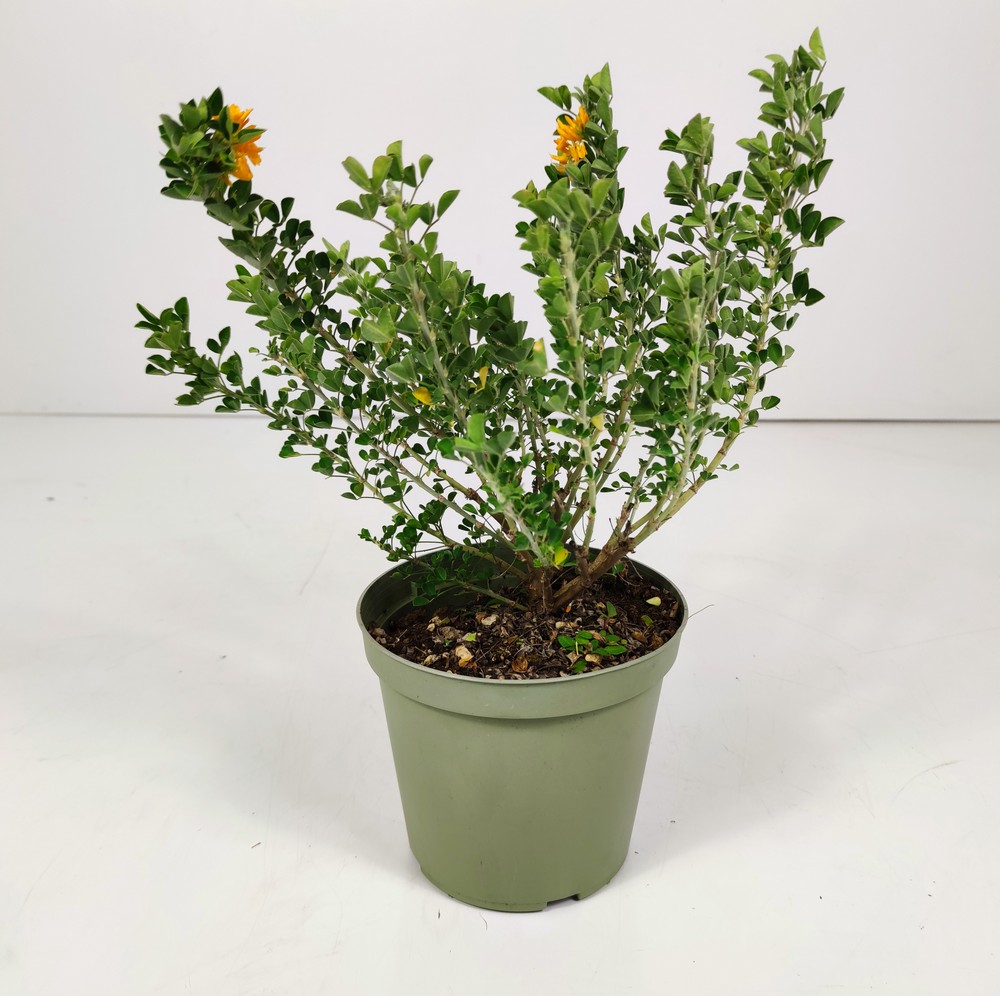 MEDICAGOARBOREA_DIAM