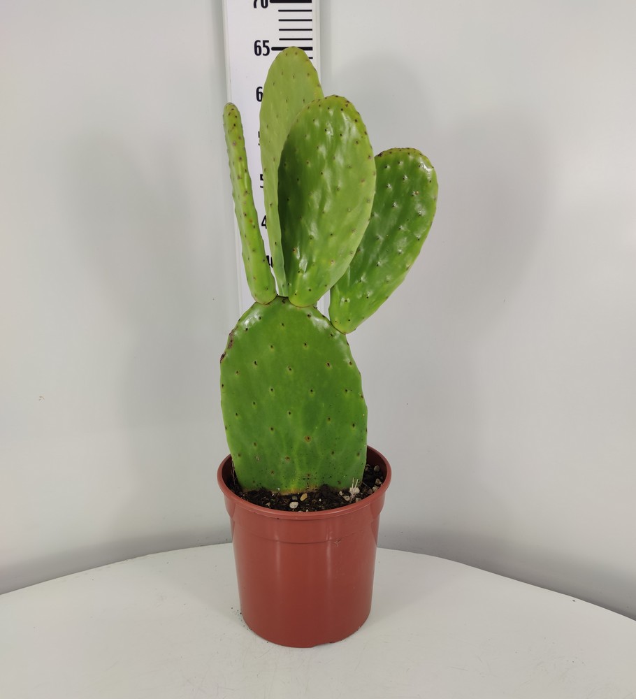 OPUNTIA_DIAM