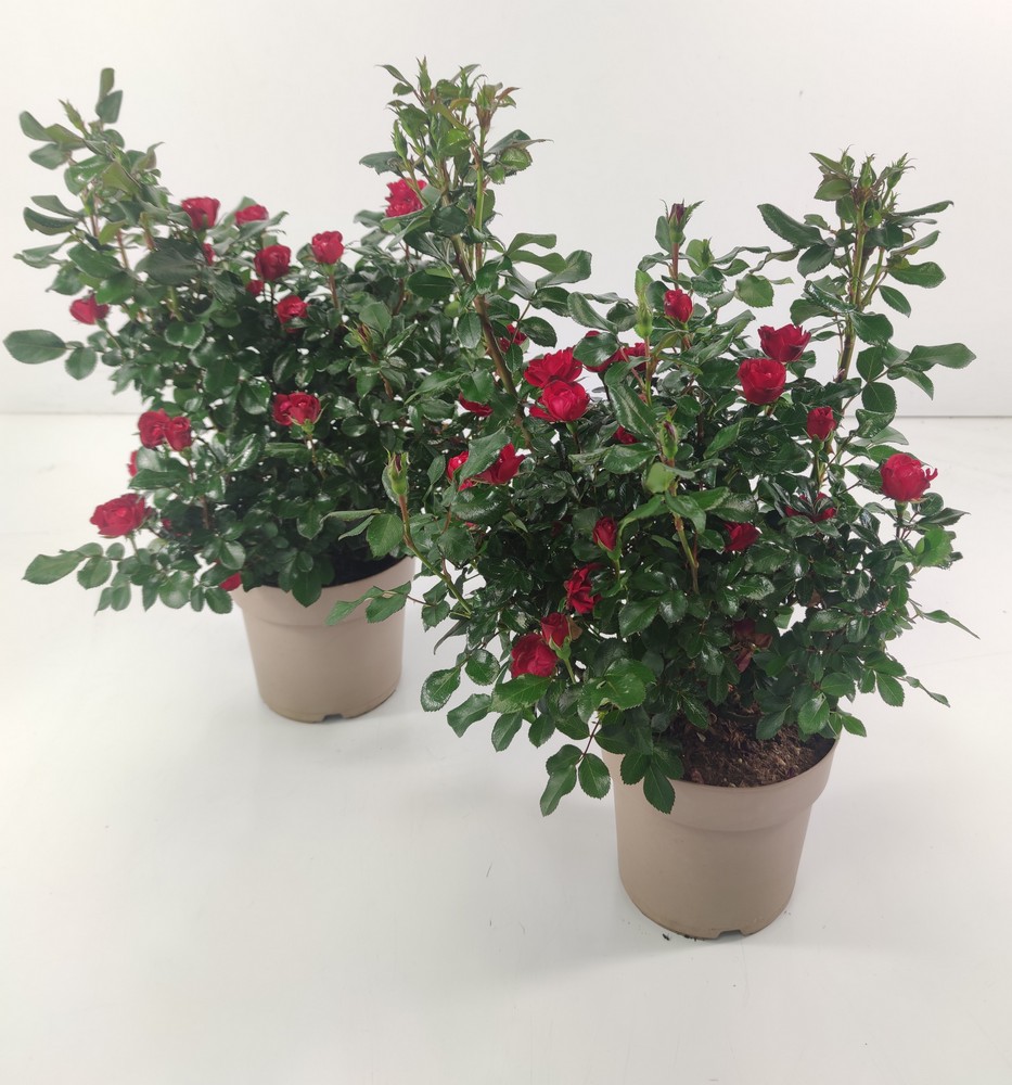 ROSA_ZEPETIDIAM
