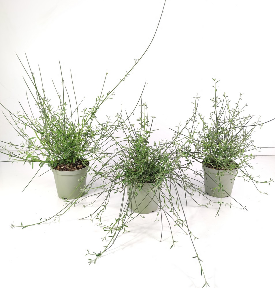 SPARTIUM_DIAM