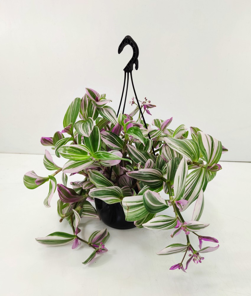 TRADESCANTIANANOUK_DIAM